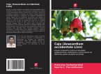 Caju (Anacardium occidentale Linn)