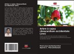 Arbre à cajou (Anacardium occidentale Linn)