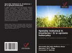 Sposoby inokulacji A. brasilense i Si w uprawie kukurydzy