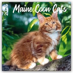 Cover Maine Coon Cats - Main Coon Katzen 2026 - 18-Monatskalender - Original Plenty Gifts-Kalender [Mehrsprachig] [Kalender]