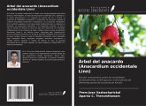 Árbol del anacardo (Anacardium occidentale Linn) Árbol del anacardo (Anacardium occidentale Linn)