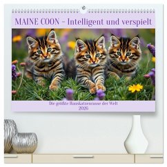 Cover Maine Coon - Intelligent und verspielt (hochwertiger Premium Wandkalender 2026 DIN A2 quer), Kunstdruck in Hochglanz