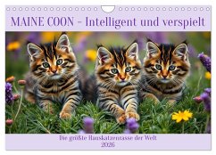 Cover Maine Coon - Intelligent und verspielt (Wandkalender 2026 DIN A4 quer), CALVENDO Monatskalender