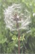 Wish (eBook, ePUB) - Bild 1