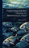 Fishes From The Rio Grande At Brownsville, Texas Fishes From The Rio Grande At Brownsville, Texas