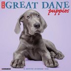 Great Dane Puppies 2026 12 X 12 Wall Calendar