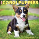 Corgi Puppies 2026 12 X 12 Wall Calendar Corgi Puppies 2026 12 X 12 Wall Calendar