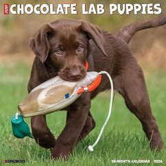 Chocolate Lab Puppies 2026 12 X 12 Wall Calendar - Willow Creek Press Chocolate Lab Puppies 2026 12 X 12 Wall Calendar - Willow Creek Press