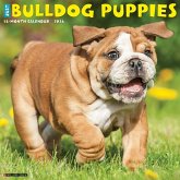 Bulldog Puppies 2026 12 X 12 Wall Calendar Bulldog Puppies 2026 12 X 12 Wall Calendar
