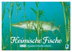 Heimische Fische: Karpfen, Forelle, Hecht (Wandkalender 2026 DIN A3 quer), CALVENDO Monatskalender