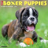 Boxer Puppies 2026 12 X 12 Wall Calendar Boxer Puppies 2026 12 X 12 Wall Calendar