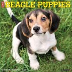 Beagle Puppies 2026 12 X 12 Wall Calendar Beagle Puppies 2026 12 X 12 Wall Calendar
