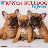 French Bulldog Puppies 2026 12 X 12 Wall Calendar French Bulldog Puppies 2026 12 X 12 Wall Calendar