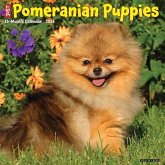 Pomeranian Puppies 2026 12 X 12 Wall Calendar Pomeranian Puppies 2026 12 X 12 Wall Calendar