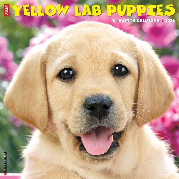 Yellow Lab Puppies 2026 12 X 12 Wall Calendar