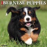 Bernese Mountain Puppies 2026 12 X 12 Wall Calendar Bernese Mountain Puppies 2026 12 X 12 Wall Calendar