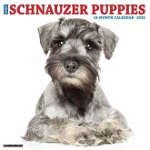 Schnauzer Puppies 2026 12 X 12 Wall Calendar Schnauzer Puppies 2026 12 X 12 Wall Calendar