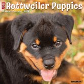 Rottweiler Puppies 2026 12 X 12 Wall Calendar Rottweiler Puppies 2026 12 X 12 Wall Calendar