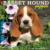 Basset Hound Puppies 2026 12 X 12 Wall Calendar Basset Hound Puppies 2026 12 X 12 Wall Calendar
