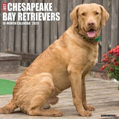 Cover Chesapeake Bay Retrievers 2026 12 X 12 Wall Calendar