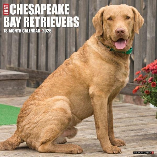 Chesapeake Bay Retrievers 2026 12 X 12 Wall Calendar Chesapeake Bay Retrievers 2026 12 X 12 Wall Calendar