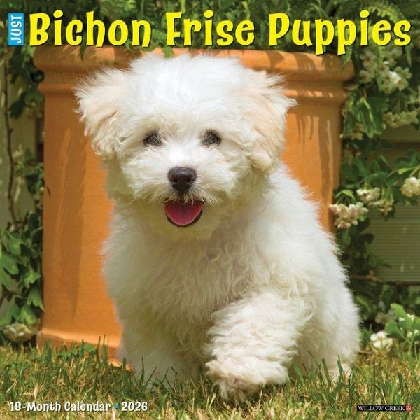 Bichon Frise Puppies 2026 12 X 12 Wall Calendar Bichon Frise Puppies 2026 12 X 12 Wall Calendar