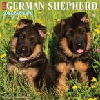 German Shepherd Puppies 2026 12 X 12 Wall Calendar German Shepherd Puppies 2026 12 X 12 Wall Calendar