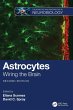 Astrocytes - Bild 1