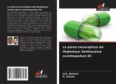 La pianta meravigliosa del Meghalaya: Zanthoxylum acanthopodium DC La pianta meravigliosa del Meghalaya: Zanthoxylum acanthopodium DC
