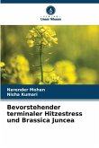 Bevorstehender terminaler Hitzestress und Brassica Juncea Bevorstehender terminaler Hitzestress und Brassica Juncea