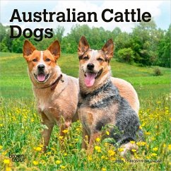 Australian Cattle Dogs 2026 7 X 14 Inch (Hanging) Monthly Mini Wall Calendar Cover Australian Cattle Dogs 2026 7 X 14 Inch (Hanging) Monthly Mini Wall Calendar