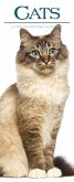 Cats S Cats S