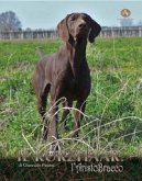 Il Kurzhaar: l'Aristobracco Il Kurzhaar: l'Aristobracco