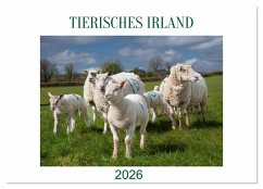 Cover Irland erleben - Wo Schafe, Pferde und Kühe das Landschaftsbild prägen (Wandkalender 2026 DIN A4 quer), CALVENDO Monatskalender