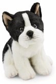 NICI 62602 - LifeLike, Boston Terrier, Plüsch, 20 cm