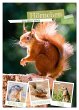 Hörnchen aus aller Welt (Wandkalender... - Bild 1