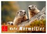 Hallo Murmeltier (Wandkalender 2026 DIN... - Bild 1