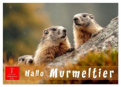 Cover Hallo Murmeltier (Wandkalender 2026 DIN A2 quer), CALVENDO Monatskalender
