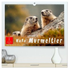 Cover Hallo Murmeltier (hochwertiger Premium Wandkalender 2026 DIN A2 quer), Kunstdruck in Hochglanz