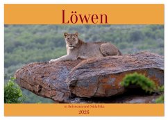 Löwen in Botswana und Südafrika (Tischkalender 2026 DIN A5 quer), CALVENDO Monatskalender Löwen in Botswana und Südafrika (Tischkalender 2026 DIN A5 quer), CALVENDO Monatskalender