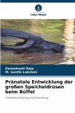 Pränatale Entwicklung der großen Speicheldrüsen beim Büffel Pränatale Entwicklung der großen Speicheldrüsen beim Büffel