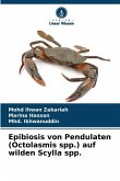 Epibiosis von Pendulaten (Octolasmis spp.) auf wilden Scylla spp.