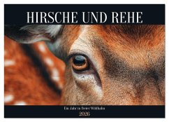 HIRSCHE UND REHE - Ein Jahr in freier Wildbahn (Wandkalender 2026 DIN A2 quer), CALVENDO Monatskalender