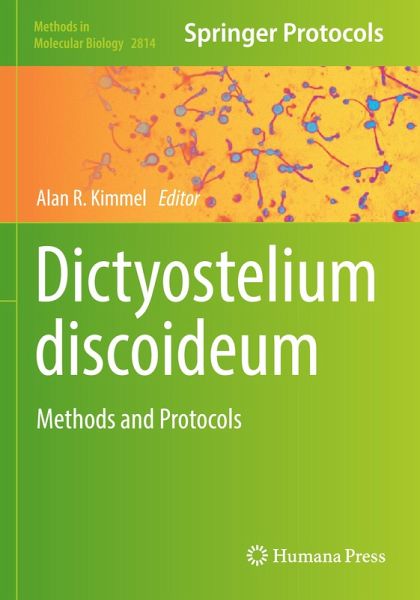 Dictyostelium discoideum Dictyostelium discoideum