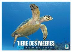 Tiere des Meeres: Faszination Tauchen (Wandkalender 2026 DIN A2 quer), CALVENDO Monatskalender