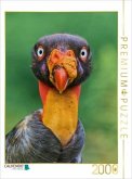 CALVENDO Puzzle Auge in Auge mit dem Königsgeier - Wildes Costa Rica   2000 Teile Lege-Größe 90x67cm Foto-Puzzle für glü