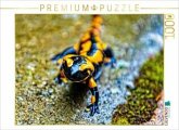 CALVENDO Puzzle Feuersalamander m Harz   1000 Teile Lege-Größe 64x48cm Foto-Puzzle für glückliche Stunden
