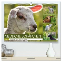 Cover Niedliche Schäfchen (hochwertiger Premium Wandkalender 2026 DIN A2 quer), Kunstdruck in Hochglanz