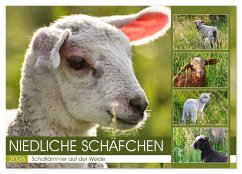 Cover Niedliche Schäfchen (Wandkalender 2026 DIN A2 quer), CALVENDO Monatskalender