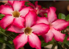 The Kumasi Love Exchange (Comfort's Reassurance, #2) (eBook, ePUB) - Redloh, Einneb